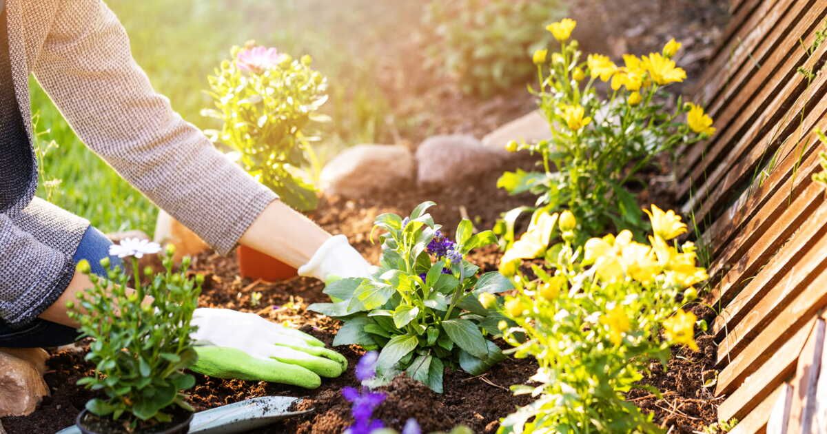 5 fleurs idéales à planter en été