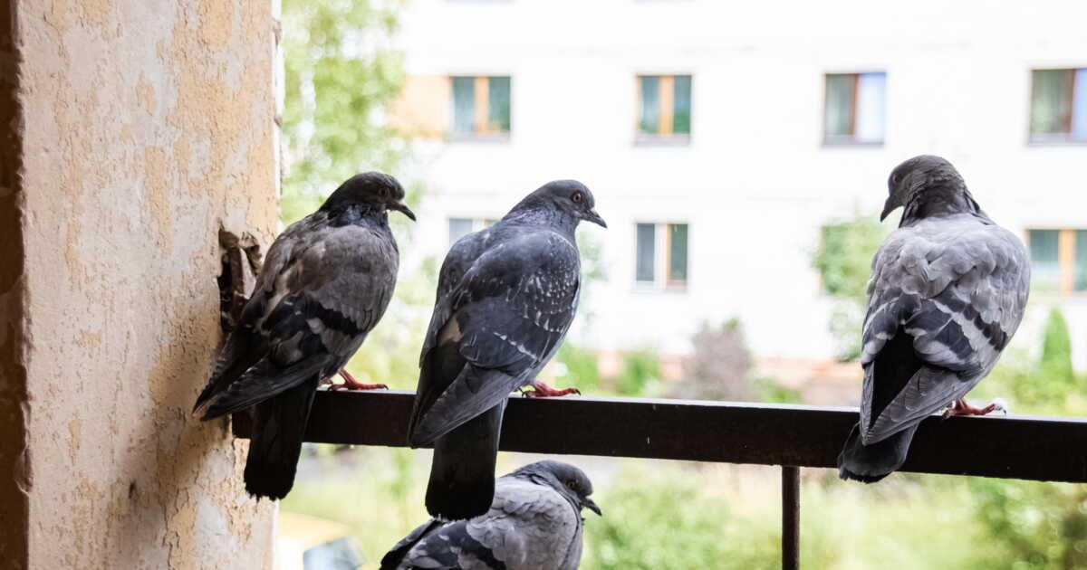 Des solutions efficaces pour éloigner les pigeons de votre espace extérieur