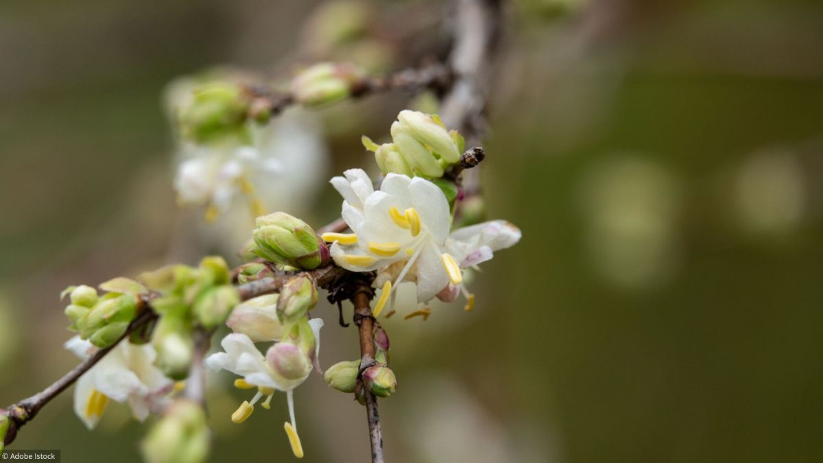 Les plantes qui illuminent votre hiver