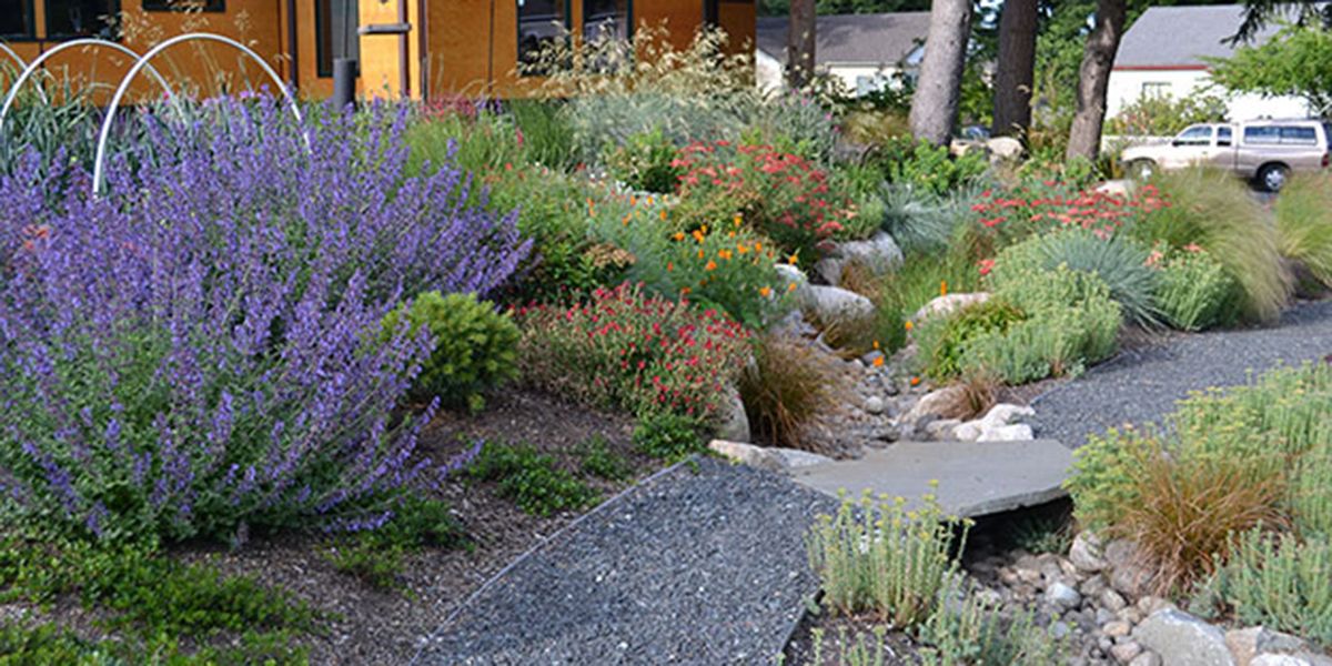 Créer un jardin de pluie : guide pratique et astuces écologiques