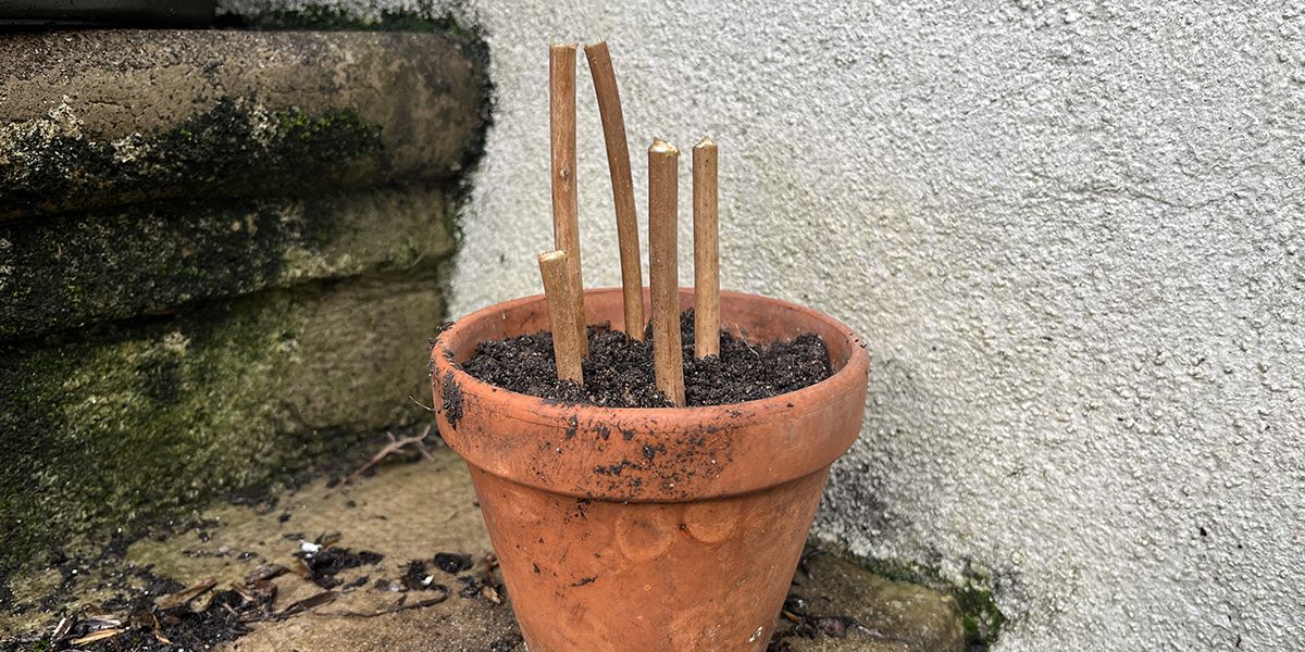 Maîtriser l'art des boutures à bois sec : 9 conseils incontournables