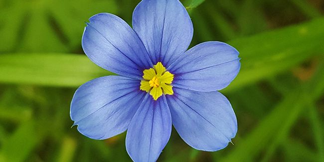 Bermudienne : l'éclat de l'herbe aux yeux bleus dans nos jardins