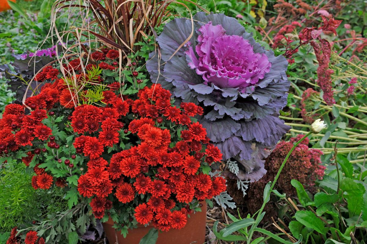 redonnez de la couleur à votre jardin cet hiver avec cette plante étonnante