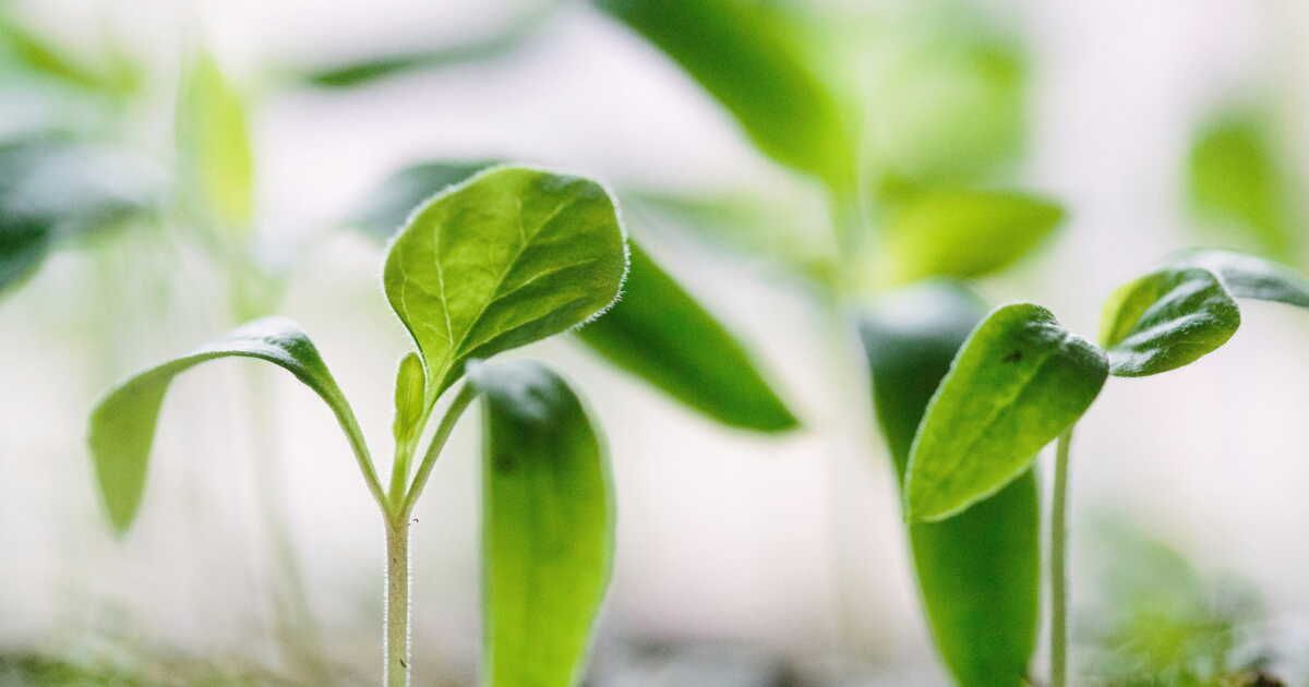 Comment reconnaître une plante mâle d'une plante femelle ?