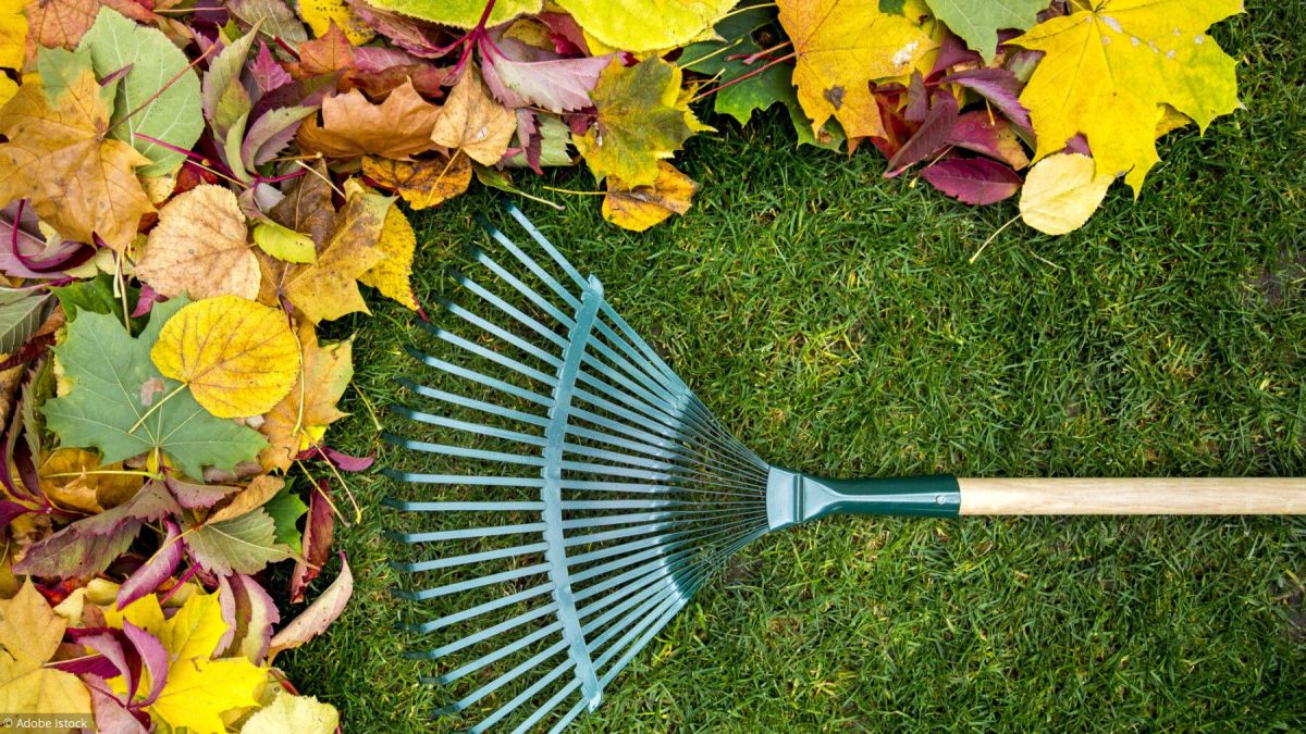 préparez votre jardin pour l'automne : le guide ultime d'octobre