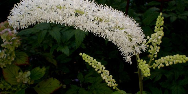 Cimicifuga (Cimicifuga simplex) : un trésor des sous-bois