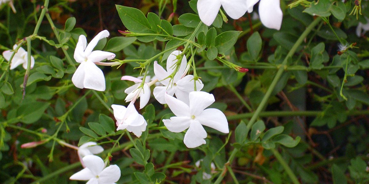 Le jasmin blanc : un parfum envoûtant aux vertus insoupçonnées