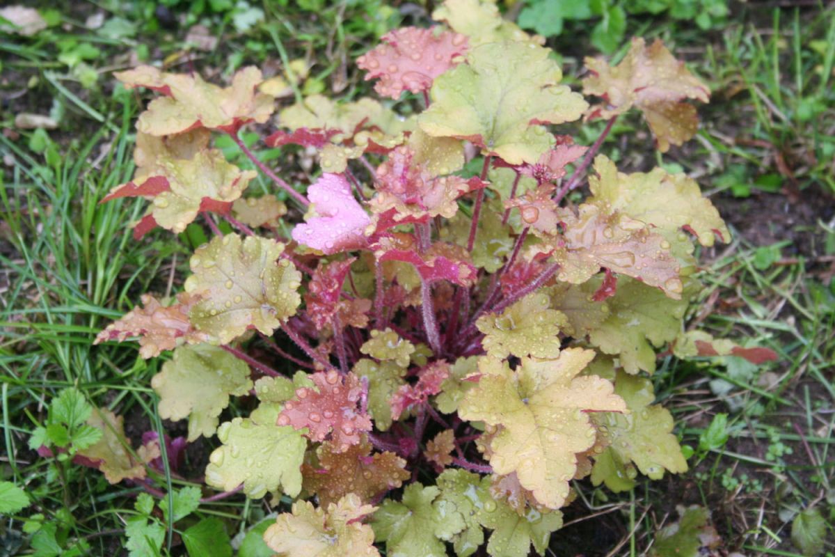 Heuchère : la plante colorée qui sublime votre jardin