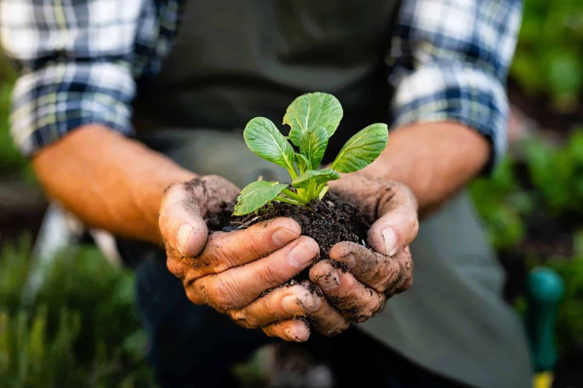 Plantez ces 4 légumes dès maintenant pour un potager florissant