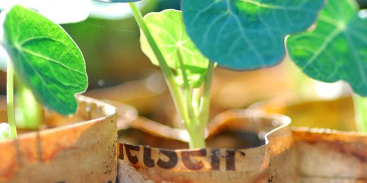 Semis des capucines : un guide pratique pour un jardin épanoui