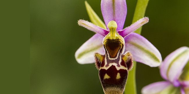 À la découverte de l'orchidée abeille