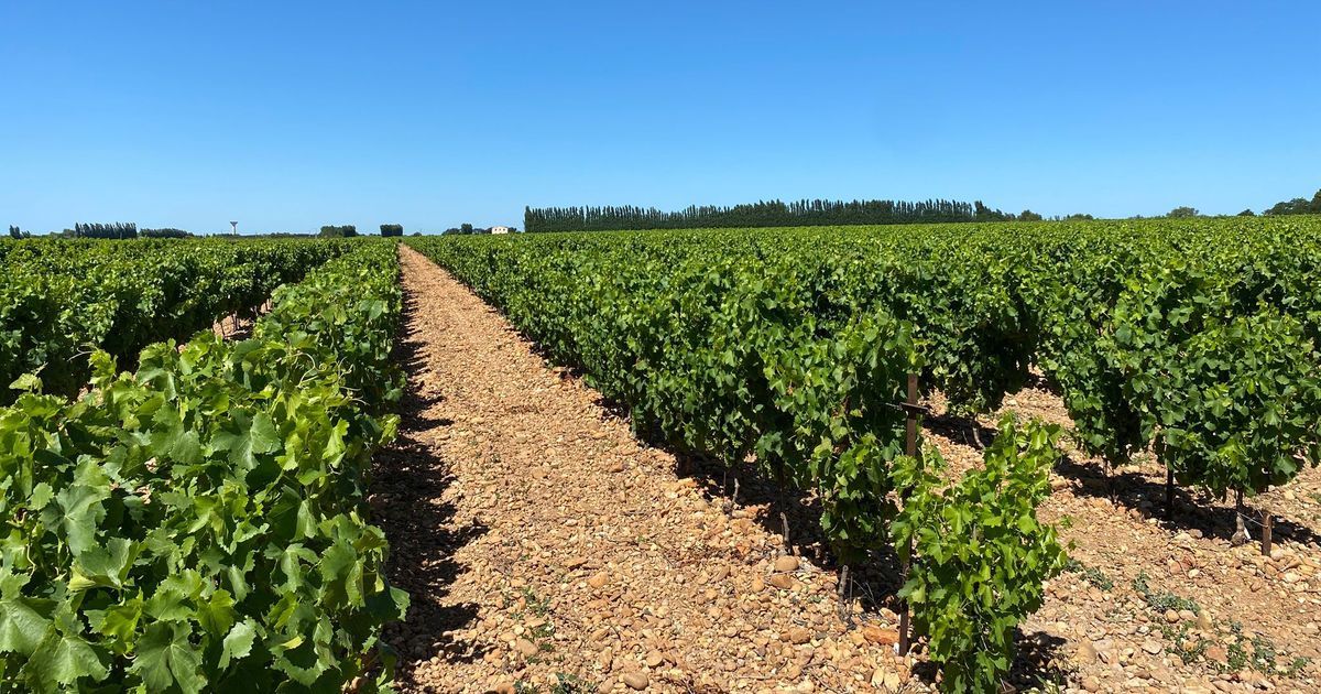 À la découverte des vignobles : la première œnorandonnée du Gard séduit à Vauvert