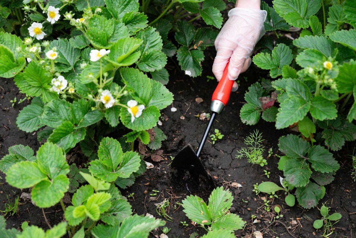 Pour des fraises XXL, suivez ces gestes simples au moment de la floraison