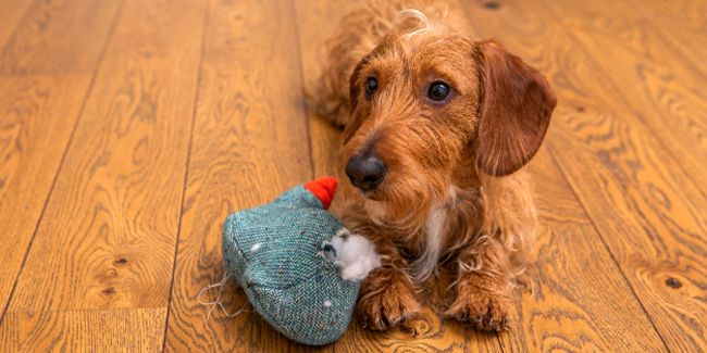 Affronter l'invasion des puces de parquet : guide pratique