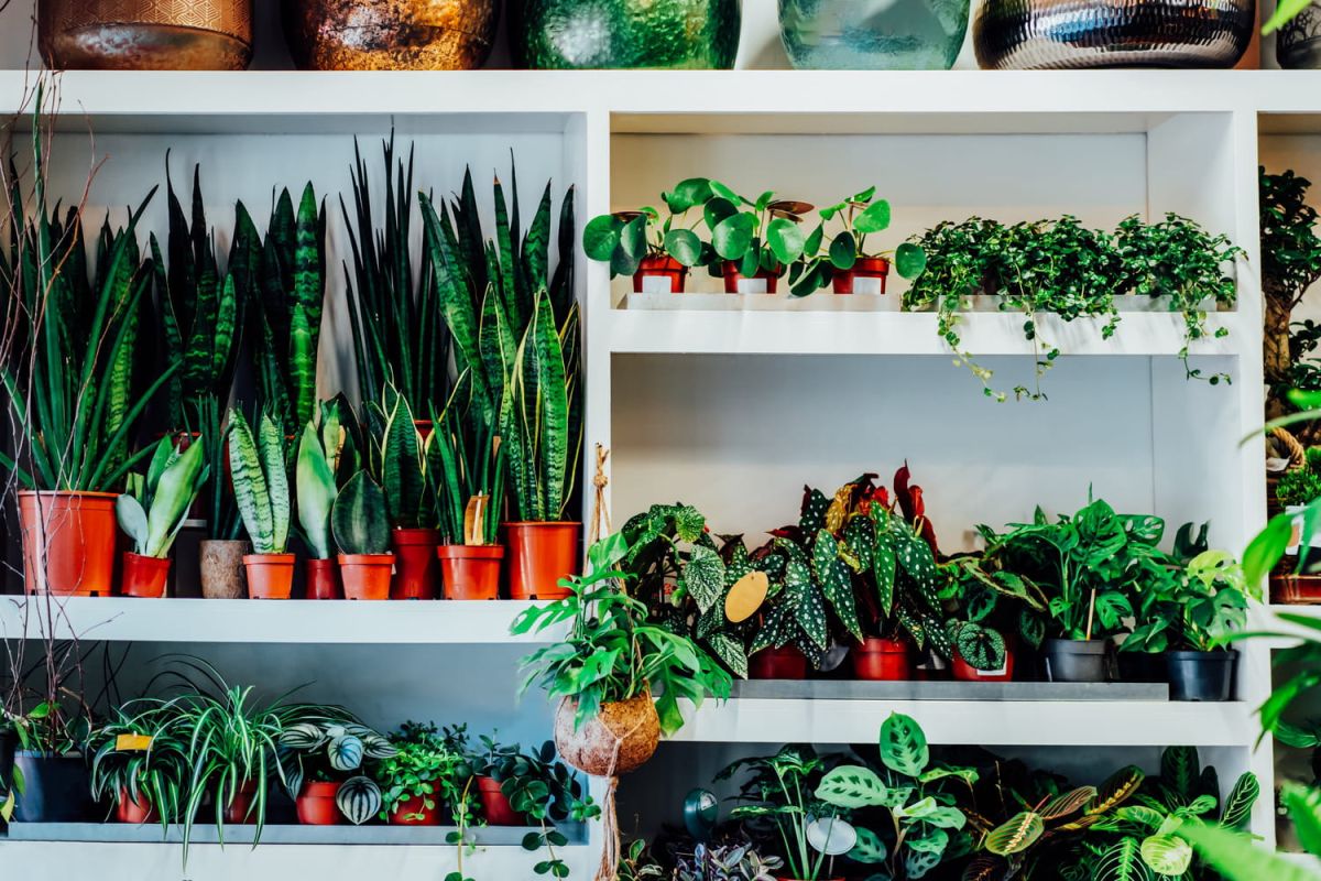 Découvrez la plante qui résiste à la canicule sans arrosage