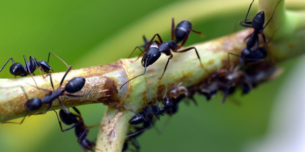 Les fourmis au jardin : alliées indispensables ou nuisibles indésirables ?
