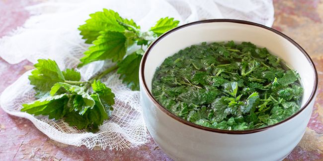 L’ortie, une plante aux vertus insoupçonnées pour votre santé