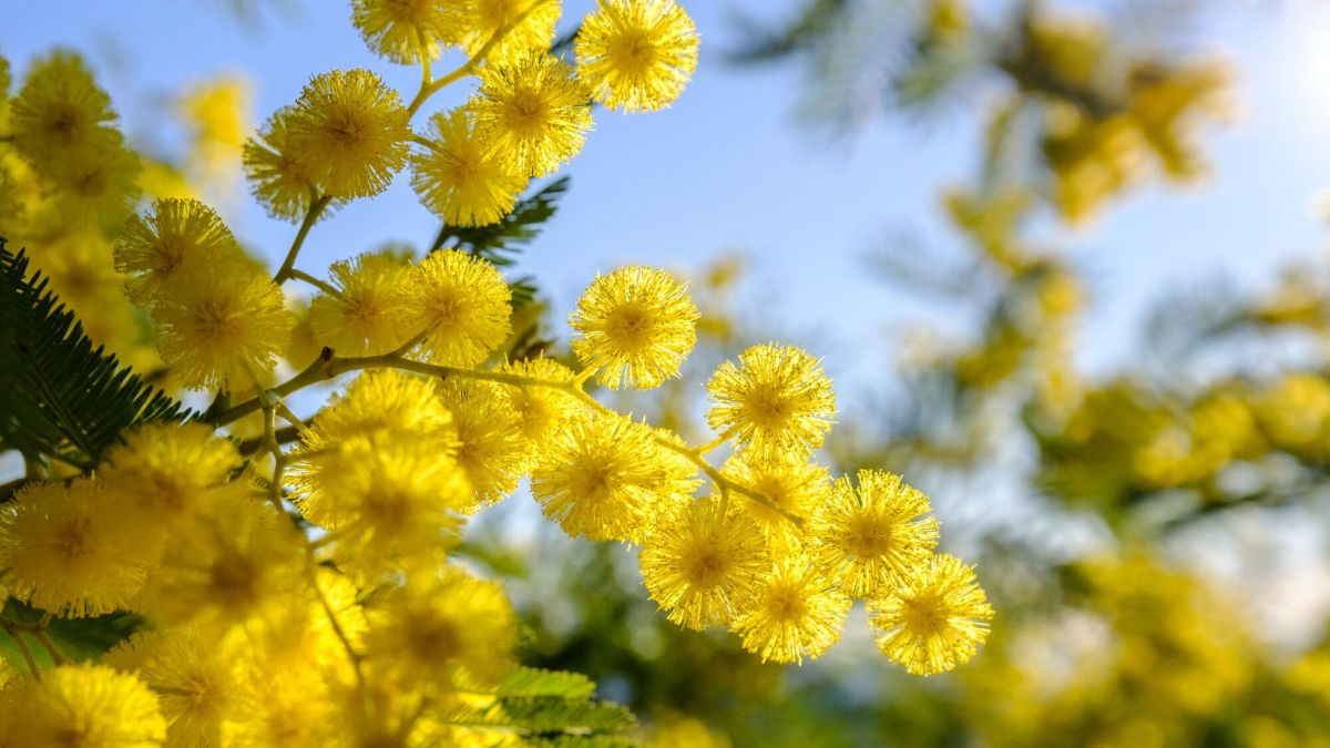 Les secrets d’un rempotage réussi pour votre mimosa