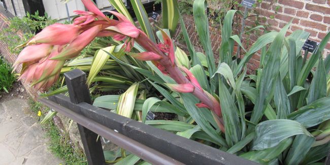 Lis du Mexique (Beschorneria yuccoides) : une plante aux allures de yucca
