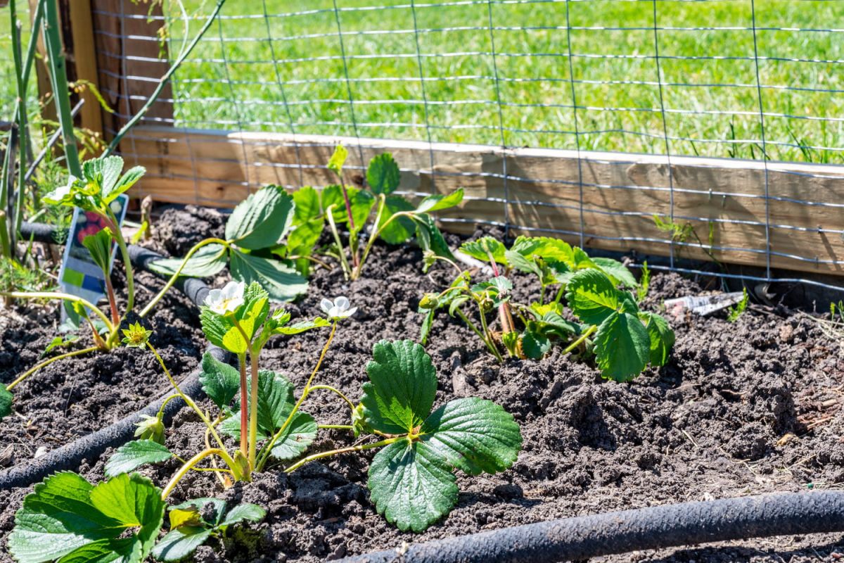 Des animaux adorables qui ravagent votre jardin : prenez des mesures immédiates