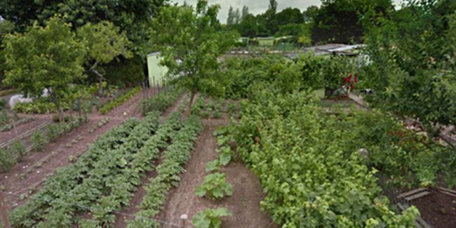 Les solutions innovantes pour jardiner en ville : des jardins ouvriers aux jardins partagés