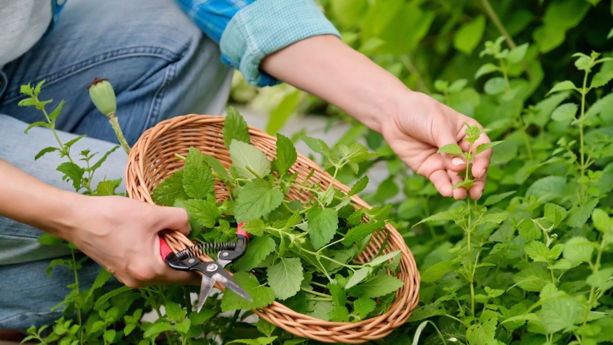 Des herbes au goût de citron pour parfumer votre jardin