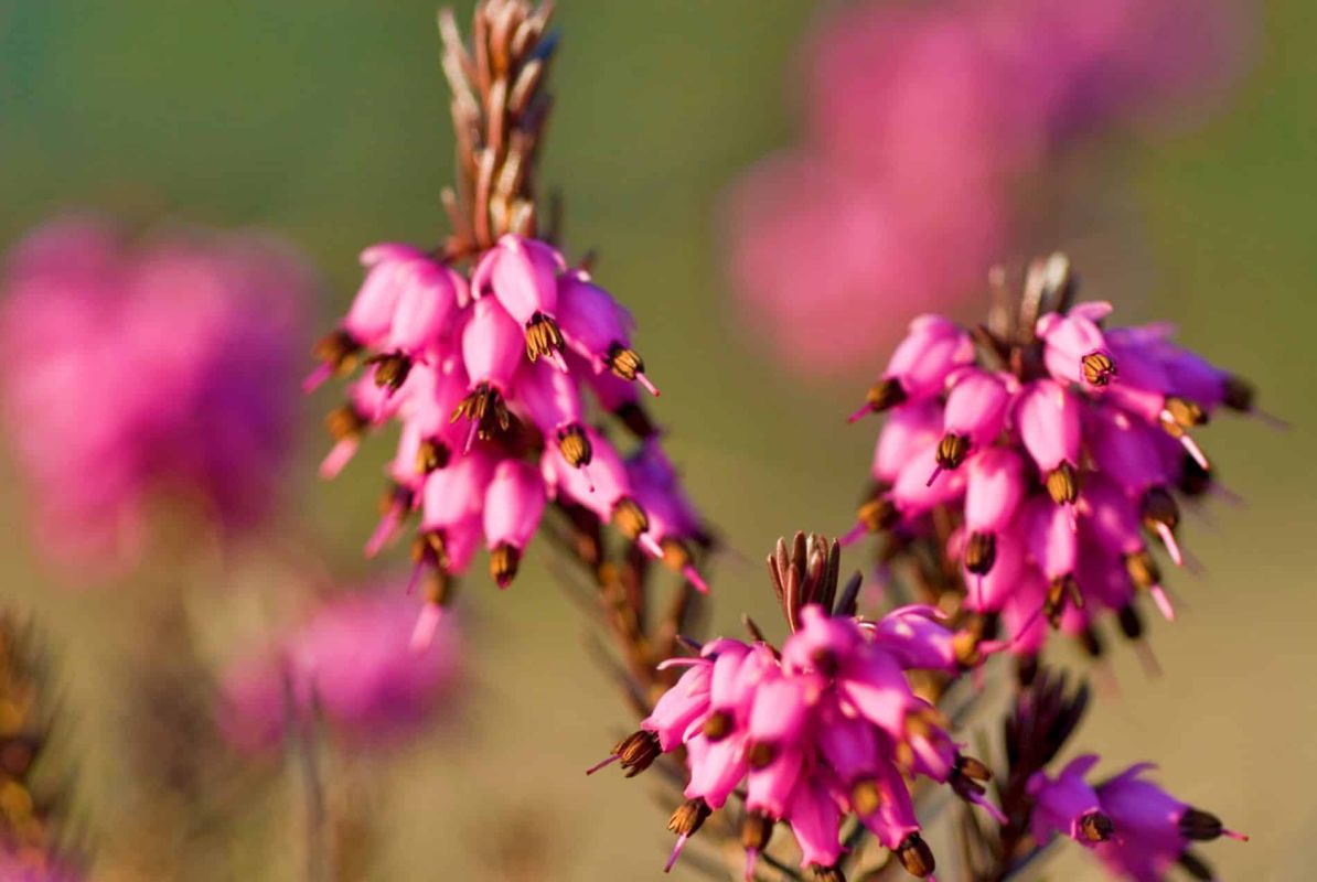 Une fleur audacieuse pour égayer l’hiver : découvrez la bruyère Erica carnea