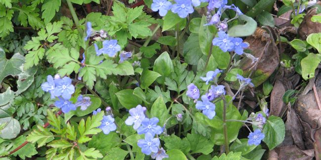À la découverte du nombril de Vénus (Omphalodes cappadocica)