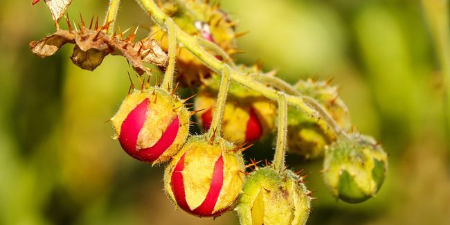 Morelle de Balbis (Solanum sisymbriifolium) : Une tomate litchi épineuse