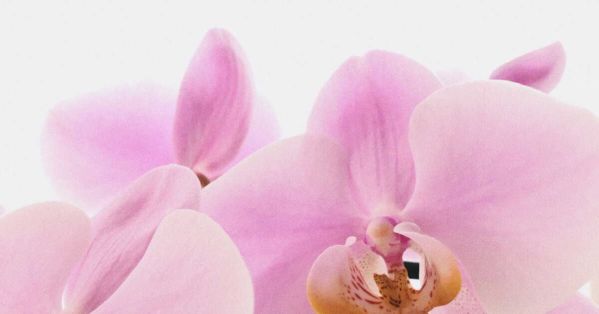 Plongée fascinante dans l'univers des orchidées