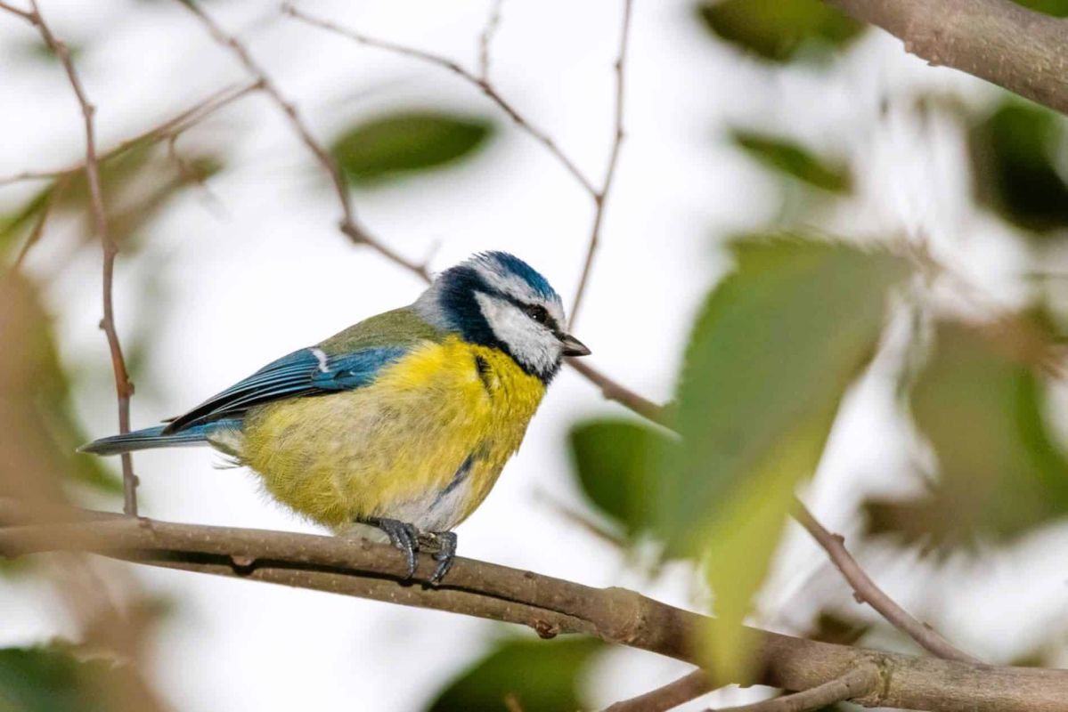 découvrez pourquoi les mésanges préfèrent certains arbres pour leur nid