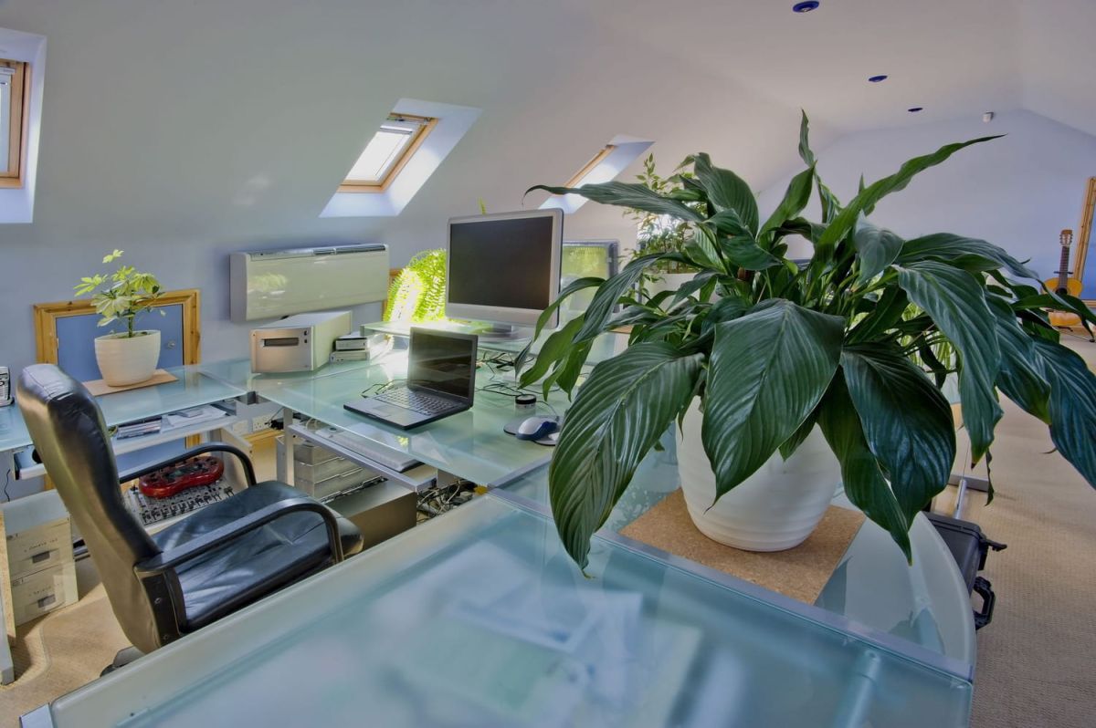 Plantes d'intérieur : ces variétés qui prospèrent dans l'ombre