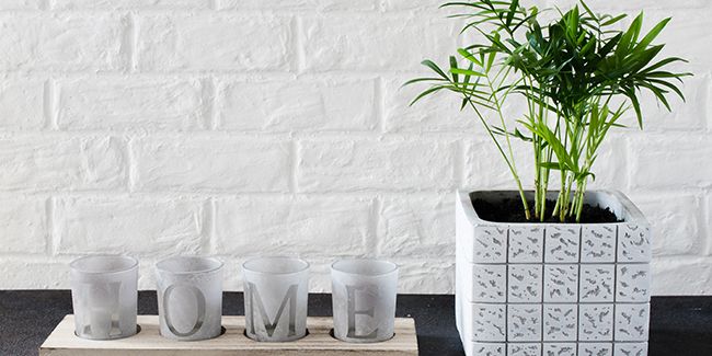 Le palmier nain : une touche tropicale pour votre intérieur
