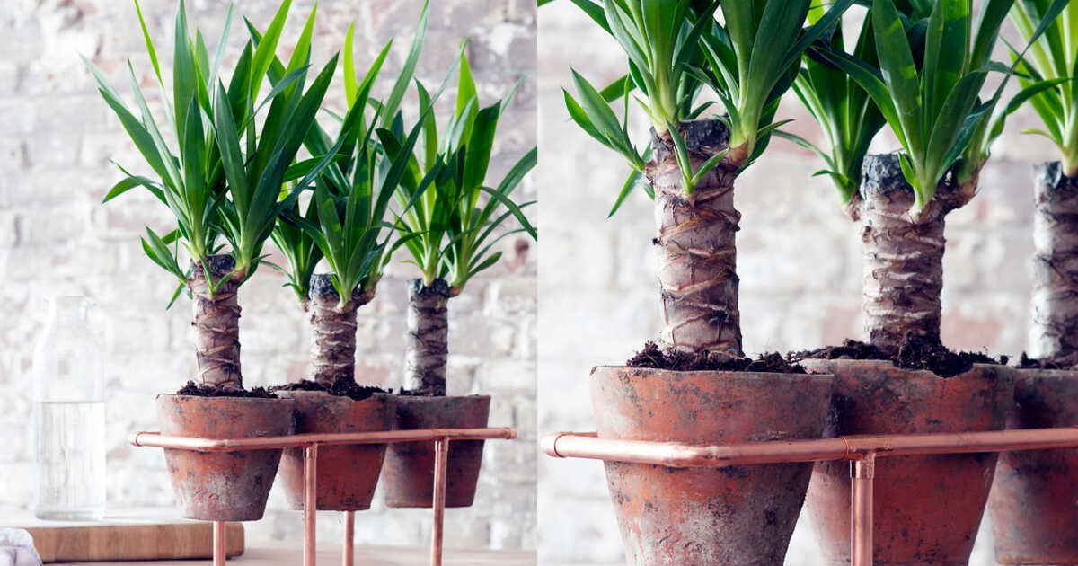 Un support en cuivre tendance pour votre yucca