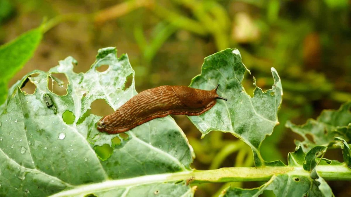 les limaces en février : une menace précoce pour votre jardin et comment agir