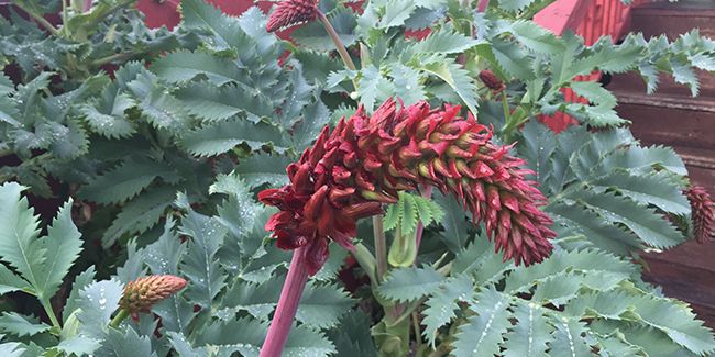 Grande mélianthe (Melianthus major), aux fleurs de miel
