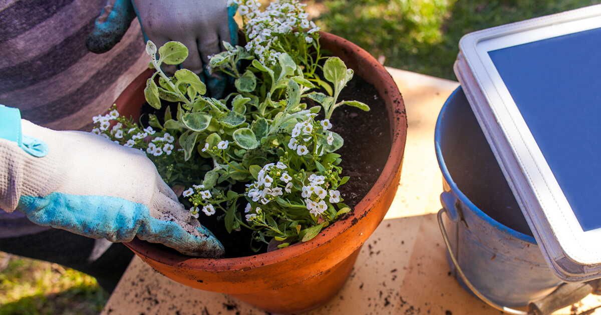 Les incontournables du jardinage durable