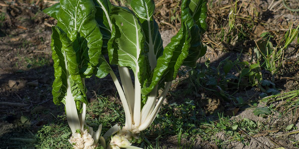 Poirée à cardes : un légume d'exception