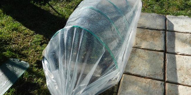 Jardiner sous serre : astuces et stratégies pour des récoltes réussies