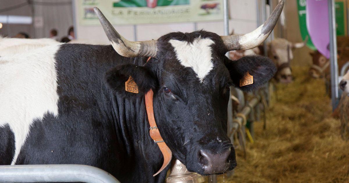 La vache ferrandaise prend la scène au Salon de l'agriculture 2027