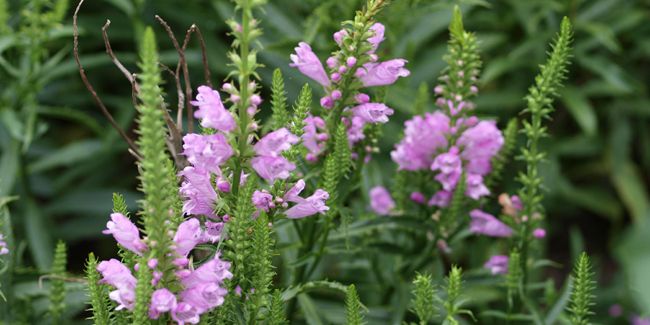 Physostégie de Virginie (Physostegia virginiana)