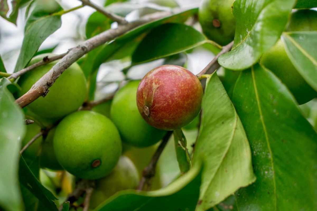 découvrez les merveilles médicinales du camu-camu, un super-aliment aux vertus surprenantes