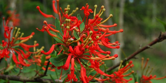 Arbre de feu du Chili : une splendeur florale pour la Bretagne