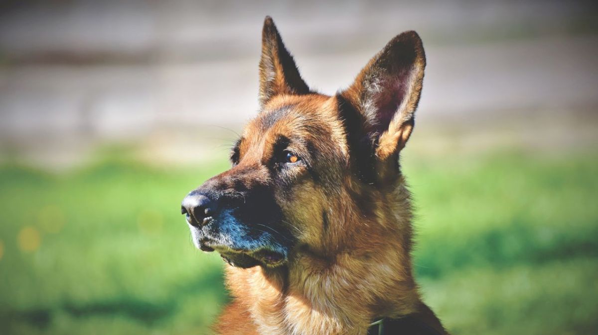 Une attaque tragique : une femme de 50 ans blessée par son chien dans le Pas-de-Calais