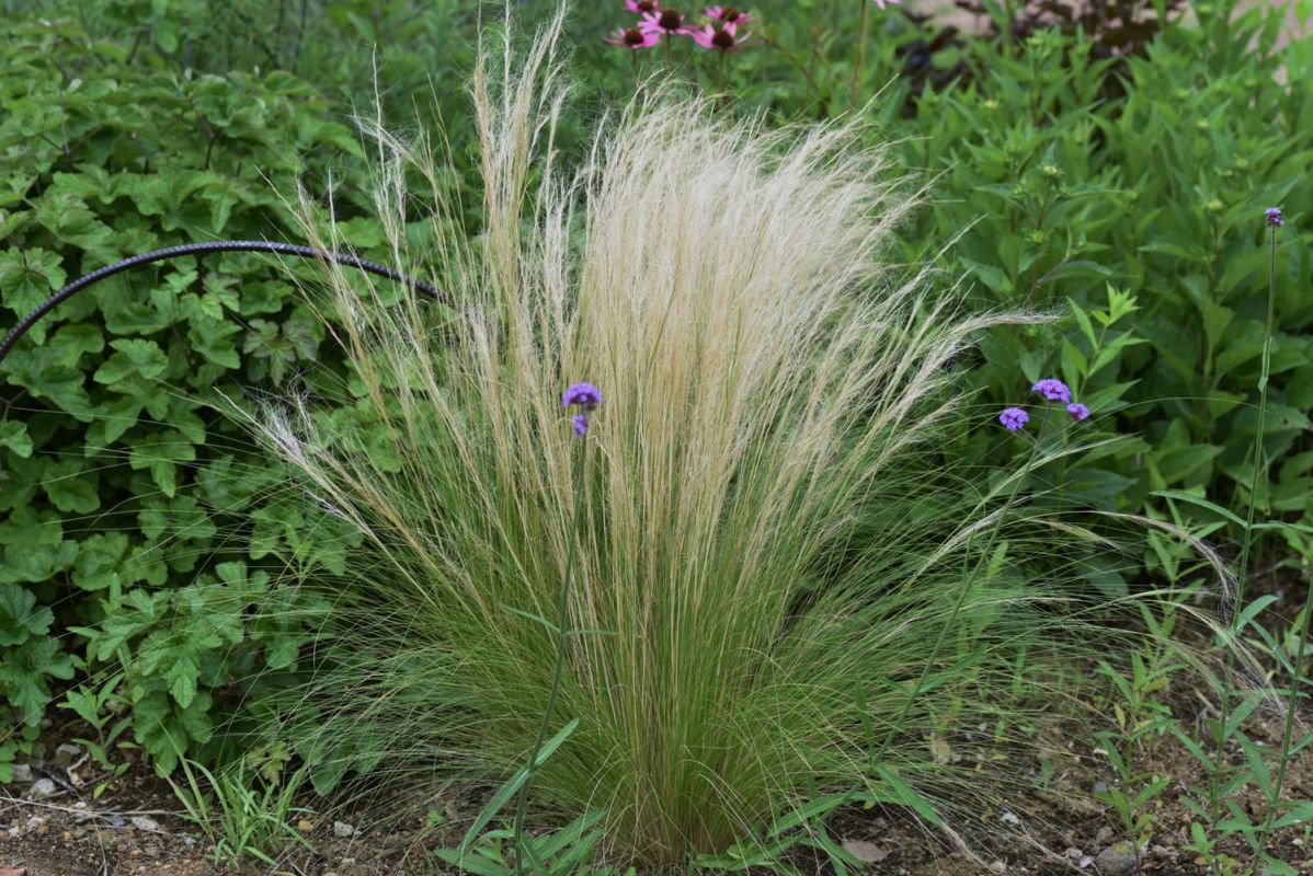 Stipa : le guide pour cultiver la plante cheveux d'ange