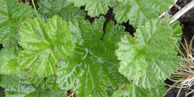 Ronce d'ornement (Rubus 'Betty Ashburner') ou ronce rampante