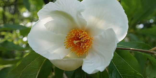 L'arbre de Franklin : une espèce menacée au charme irrésistible