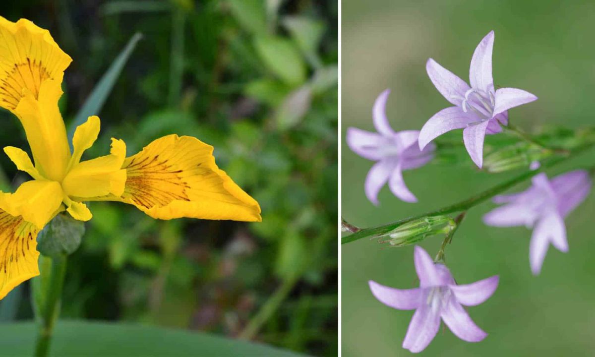 Les plantes locales : un trésor à cultiver pour un jardin durable et élégant