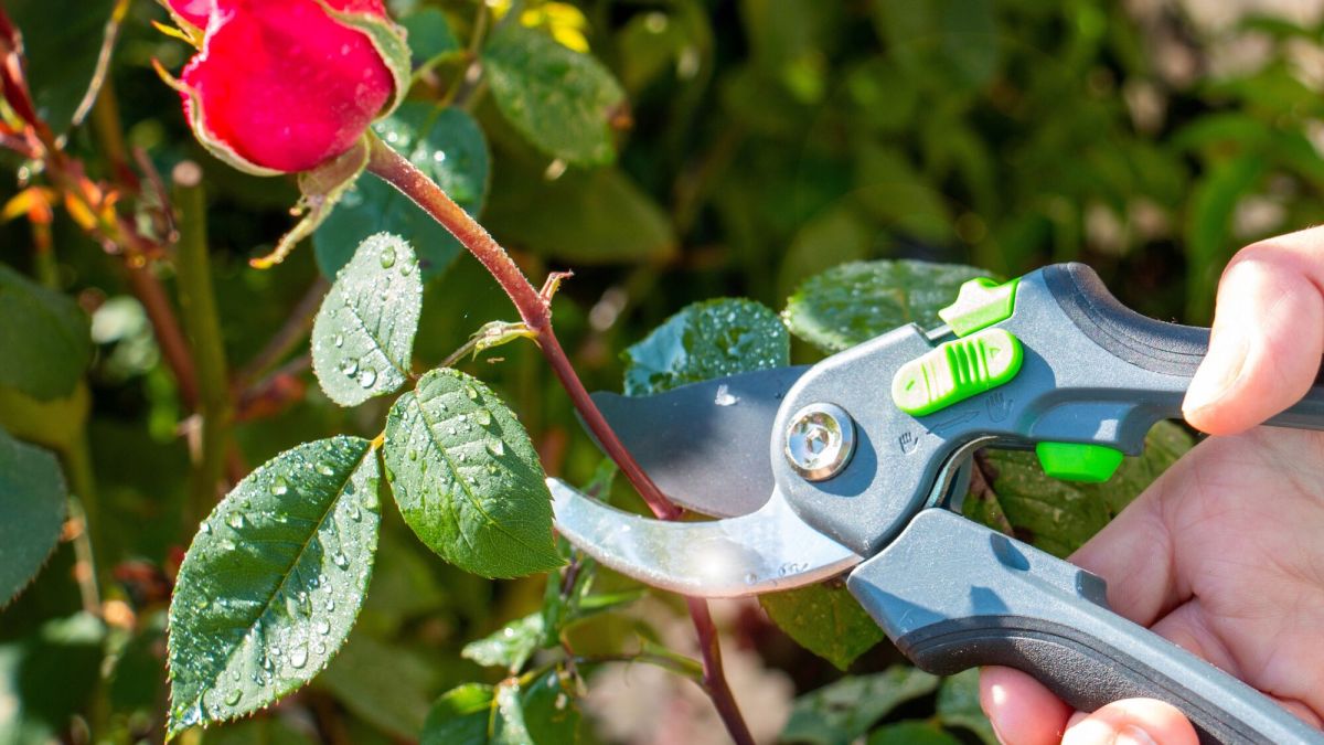 Le guide ultime pour tailler vos rosiers et assurer des floraisons éclatantes