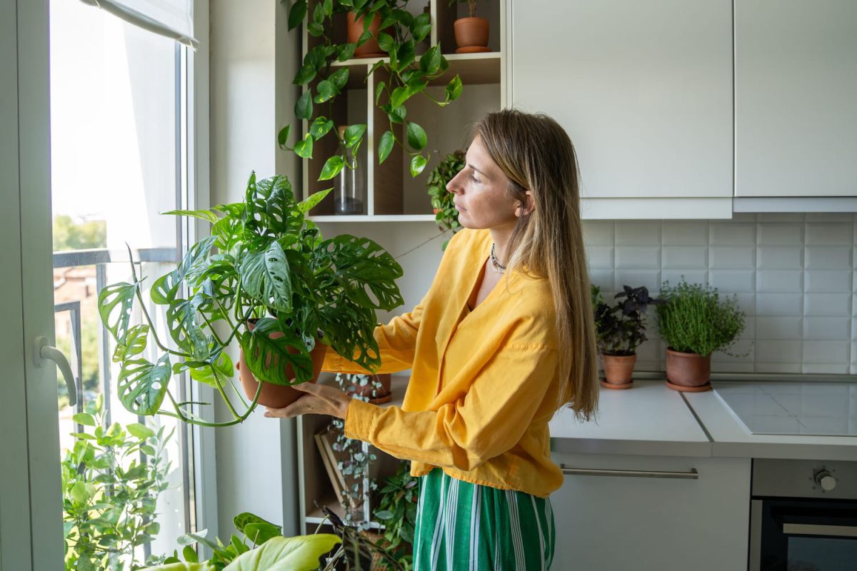 le secret pour garder vos plantes en vie : le rempotage essentiel